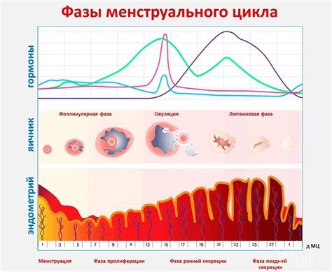 Связь интенсивности болей с активностью мышц матки