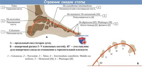 Связь между средним пальчиком левой стопы и устойчивостью при вертикальном положении тела