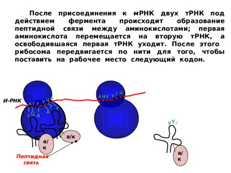 Связь между уровнем фермента и различными патологиями