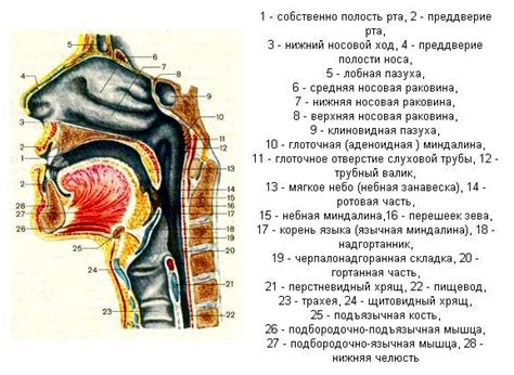 Связь региона глотки с органами дыхания