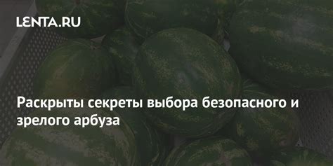 Секреты выбора зрелого арбуза