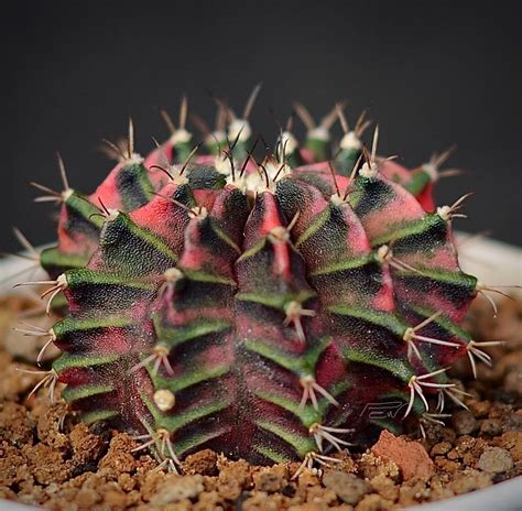 Секреты заботы о красавце gymnocalycium в зимнем времени