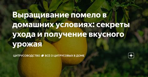 Секреты размножения домашнего травникa: получение новых окорешков