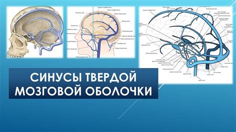 Секреты эффективной и оперативной освободилки кокосов от твердой оболочки
