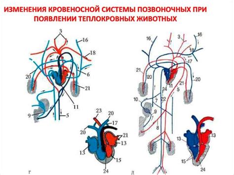 Селезенка: архитектура и ролевые функциональные задачи в кровеносной системе