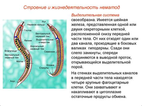 Симптомы глистов у человека