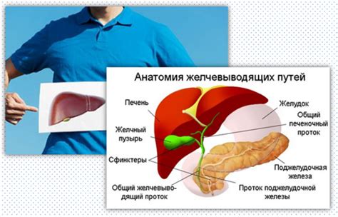 Симптомы и основные проблемы, связанные с работой желчного пузыря