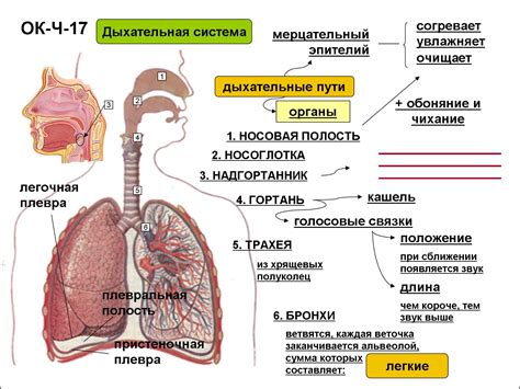 Симптомы и признаки плотных образований в органах дыхательной системы