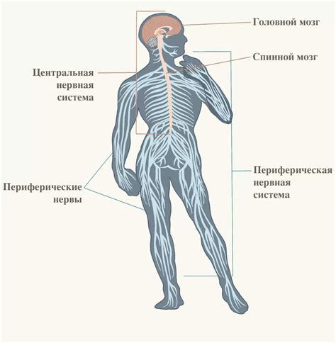 Система буйности