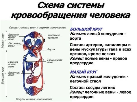 Система кровообращения и ее функции в организме