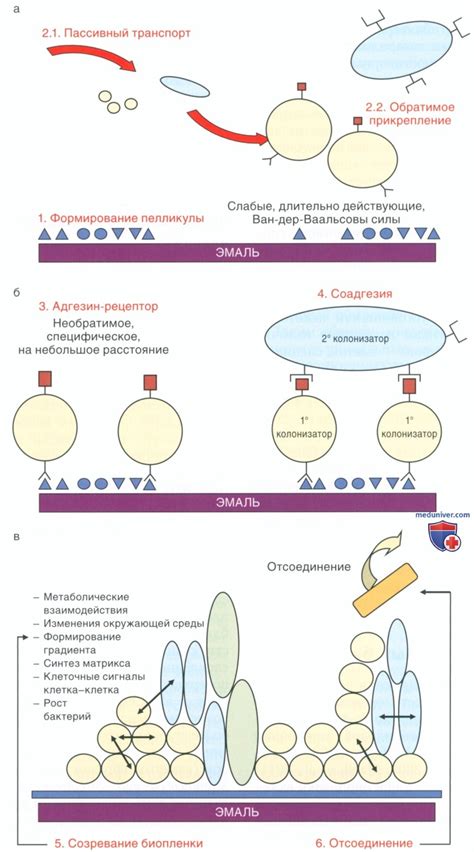 Снижение образования зубного налета: результаты исследований