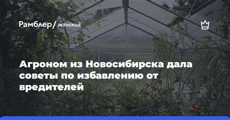 Советы по избавлению осминожек от песчинок