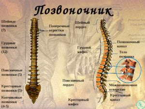 Советы по предотвращению усиления изгиба поясничного отдела позвоночника у маленького ребенка