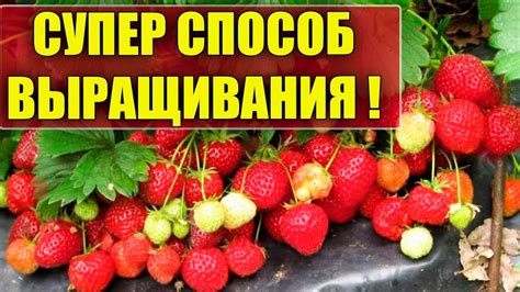 Совместное выращивание клубники и зеленого горошка