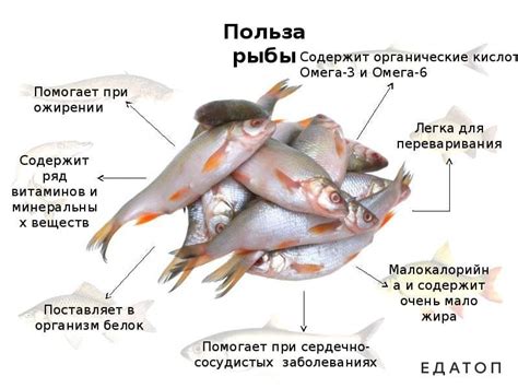 Соединение рыбы и творога: их положительное влияние на здоровье человека