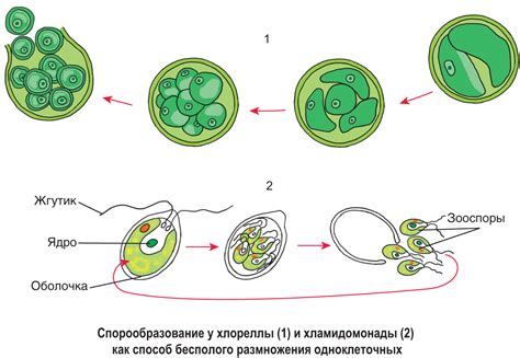 Создание оптимальных условий для процесса разведения и размножения растений