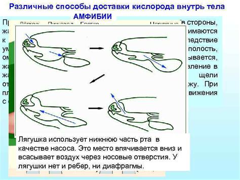 Создание основы тела амфибии