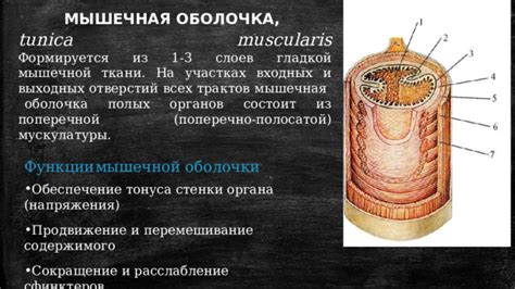 Сокращение мышечной массы и снижение тонуса