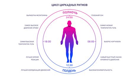 Сон и режим дня как важные аспекты восстановления потенциала регенерации организма