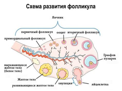 Состояние яичников и резерв яичек