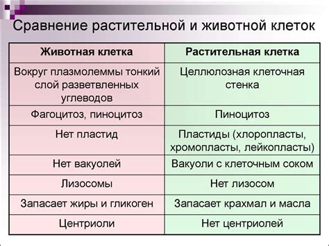 Спазматическое и регулярное икание: различия и сходства