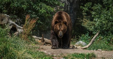 Способы отпугивания медведя в случае нападения