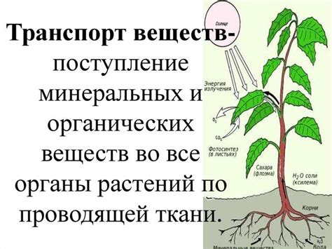 Способы передвижения веществ по сосудам растений: сущность и механизмы