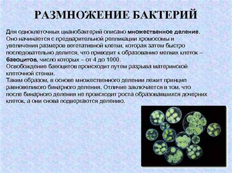 Способы предотвратить размножение микроорганизмов на мочалке кесе