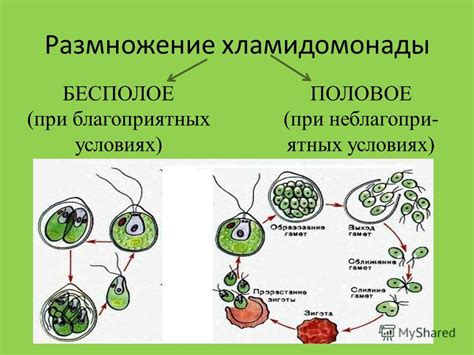 Способы размножения мух: половое и бесполовое размножение