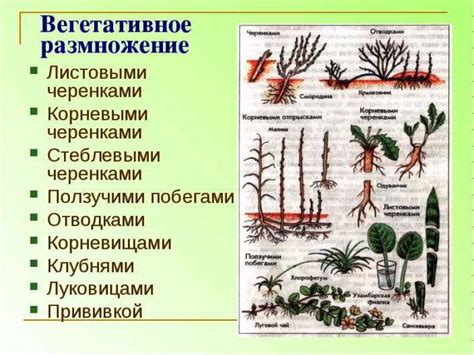 Способы размножения различных видов мух и их разнообразие