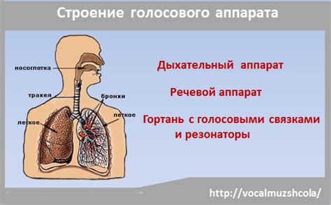 Способы регулярного отдыха для сохранения голосового аппарата необычных существ