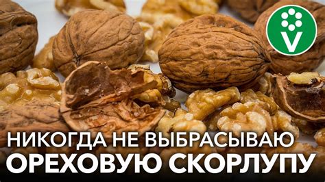 Способы сушки и правильное хранение листьев ореха для сохранения их целебных свойств