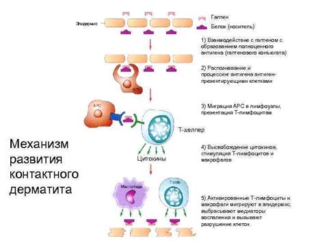 Стимуляция иммунной системы