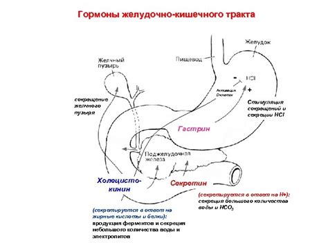 Стимуляция работы желудочно-кишечного тракта и повышение эффективности пищеварения