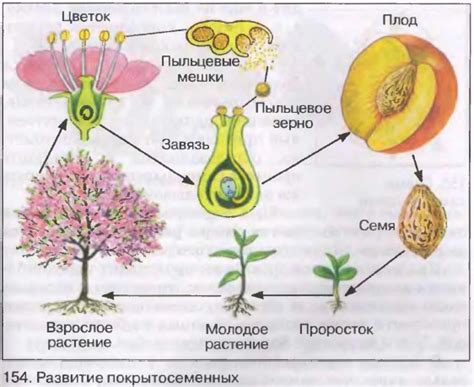 Стимуляция развития цветов и образование плодов