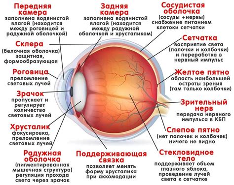 Стресс и его воздействие на повышенное сокращение ресничных мышц глаза