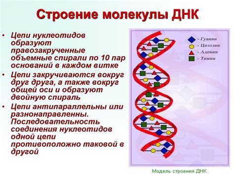 Строение и значение ДНК в живых организмах