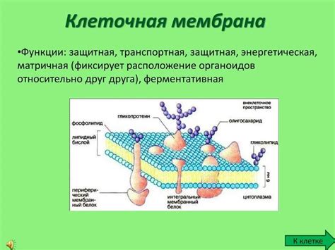 Строение и функции мембраны в биологии