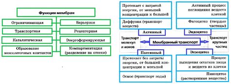 Структура и функции