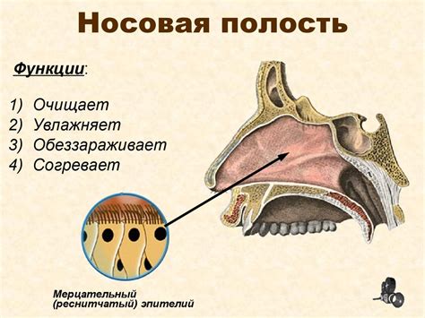 Структура и функции носовой полости: обзор основных аспектов