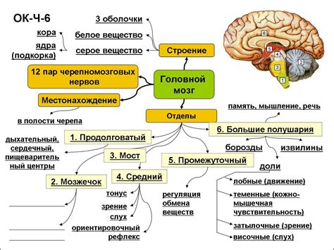 Структура мозга и его функции: осознание нейроанатомии