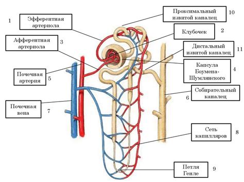 Структура нефрона: основные элементы и их взаимодействие