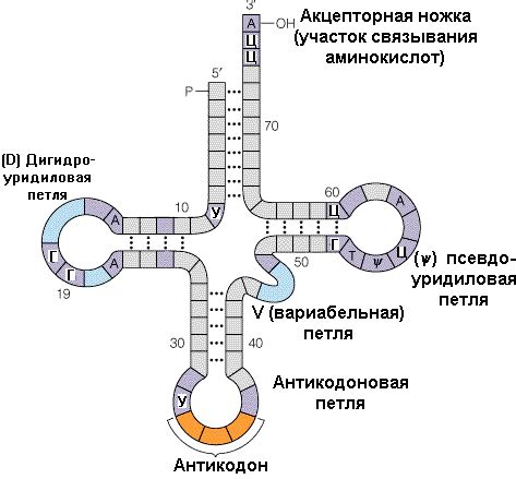 Структурная организация рибосомы и взаимодействие с матричной РНК и транспортной РНК