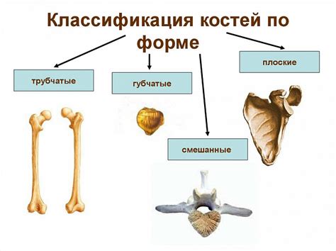 Структуры системы костей: основные элементы и их функции