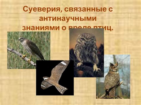 Суеверия и предрассудки, связанные с увиденной на пороге покойной птицей