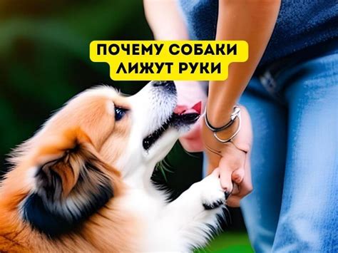 Суеверное значение поведения птицы