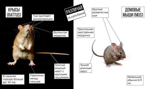 Существенные различия между мышкой и крысой: ключевые особенности