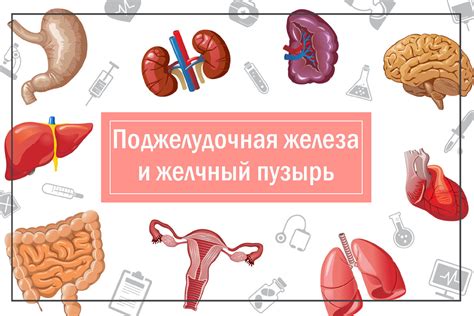 Тайны, сохраняемые в почках: удивительные факты, которых вы можете не знать