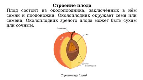 Тема 4: Важность толкования сновидений о выборе зрелого плода в контексте арбуза