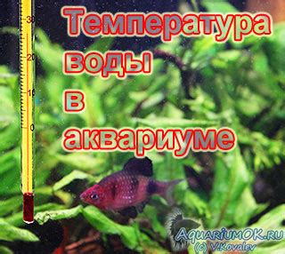 Температурный режим и вода в аквариуме